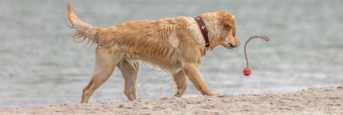 Kamperen met hond op Usedom