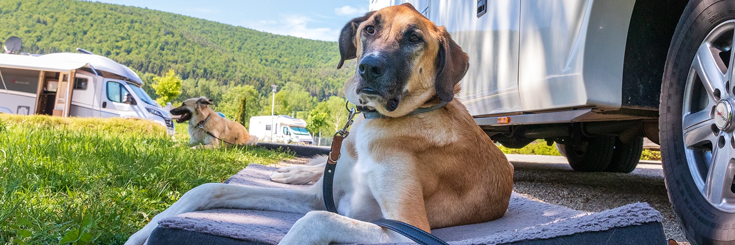 7 Campingplätze mit Hund in Frankreich PiNCAMP by ADAC