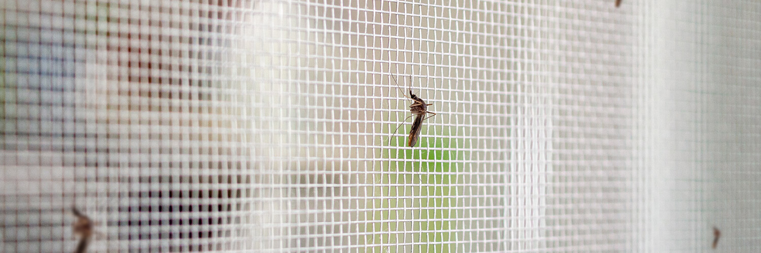 Fliegengitter für Fenster - Schütze dich vor Mücken und Insekten