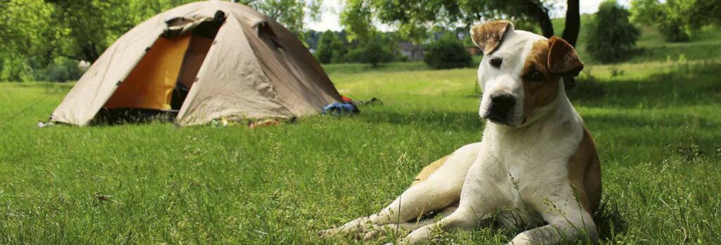 Camping mit Hund in Dänemark Das musst du beachten PiNCAMP by ADAC
