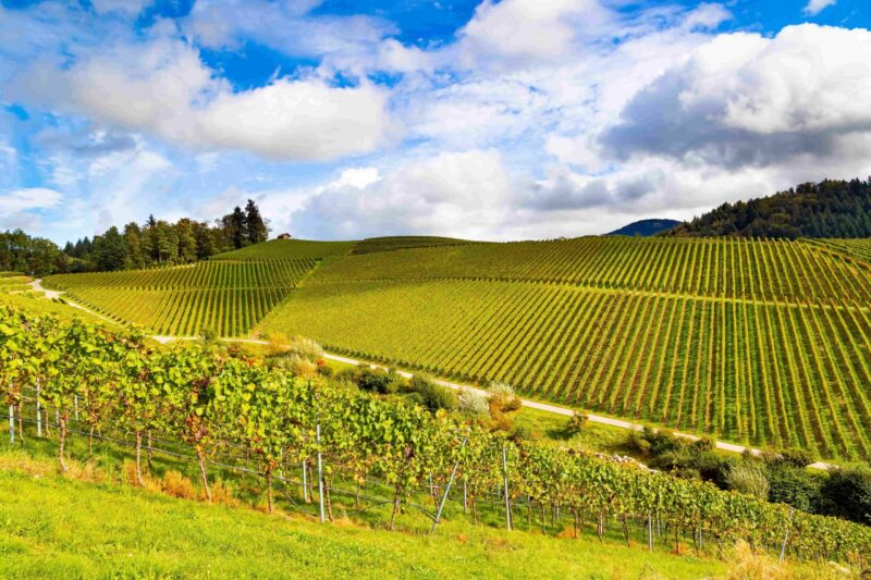 Herbstzeit mit Weinbergen in der Pfalz