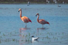 Von Wildpferden zu Flamingos: Ein tierischer Roadtrip durch NRW