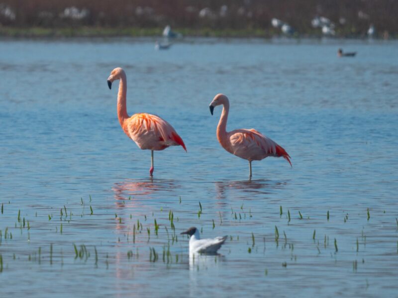 Freilebende Flamingos im Zwillbrocker Venn