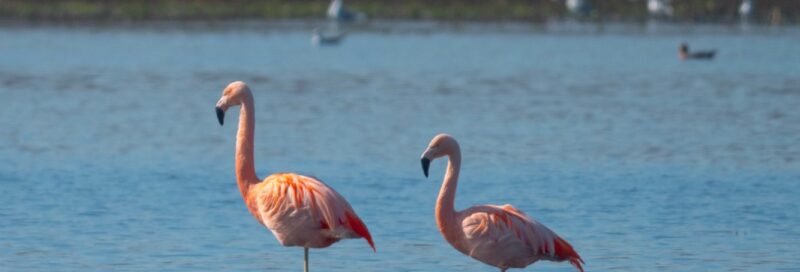 Freilebende Flamingos im Zwillbrocker Venn