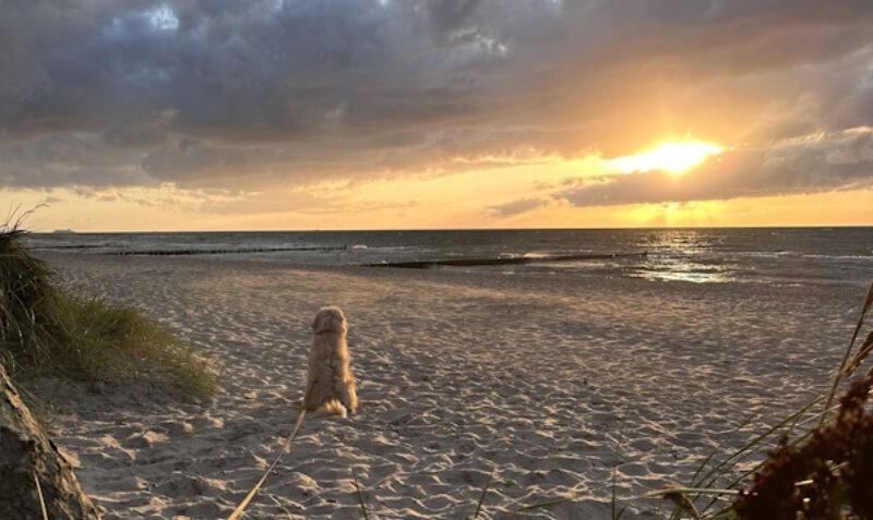 Campingurlaub an der Ostsee mit Hund