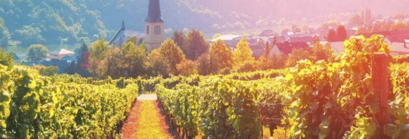 Weinberg und Kirche im Moseltal