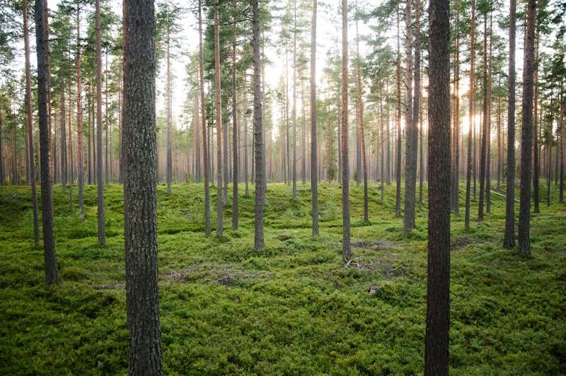 Nationalpark Schweden - Wald