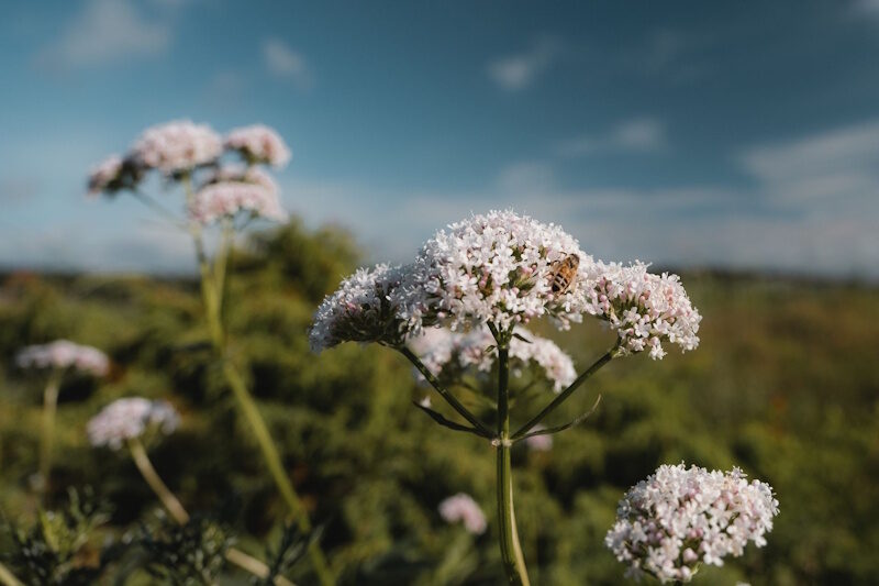 Wildblumen im Nationalpark - Visit Fredrikstad &amp; Hvaler